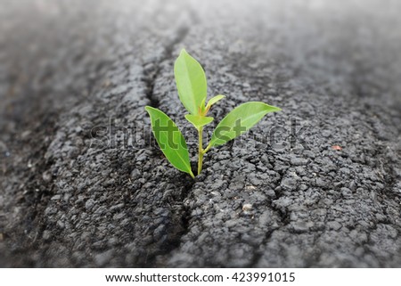Seed to grow through the cracks of the asphalt road in the concept of trying to grow, though it will be difficult.