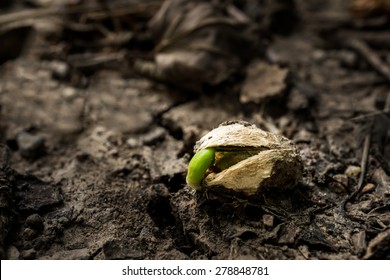 A Seed Is Growing For New Life On The Ground