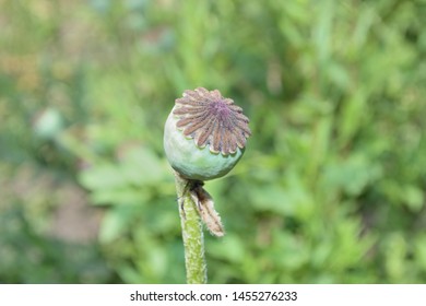 Seed Head Capsule Of Common Poppy Papaver Rhoeas