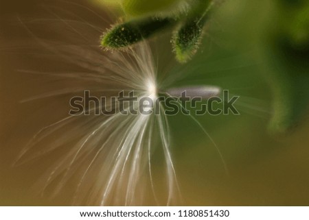 Similar – Image, Stock Photo Lilly Green White Yellow