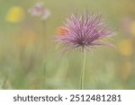 Seed head Fruit of Pulsatilla alpina, alpine pasqueflower or alpine anemone, species of flowering plant in the family Ranunculaceae, native to the mountain range of central and southern Europe, Spain