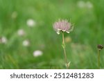 Seed head Fruit of Pulsatilla alpina, alpine pasqueflower or alpine anemone, species of flowering plant in the family Ranunculaceae, native to the mountain range of central and southern Europe, Spain