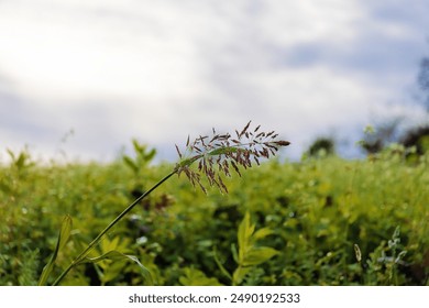 Seed head of a grass with dew drops - Powered by Shutterstock