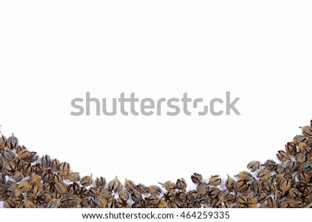 Seed isolated on white background