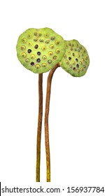 seed of lotus isolated on white background