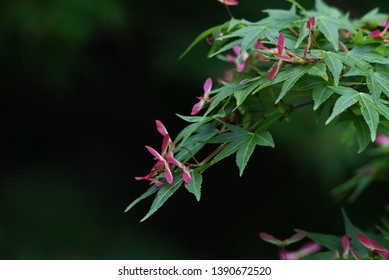 The seed of Maple is the shape of a propeller.