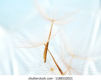 seed of the plant - Shutterstock ID 1188532021