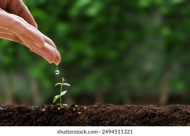 seed and planting concept with Male hand watering young tree on ground over green background. He plants trees for the future. To reduce global warming.