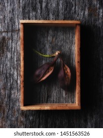 Seed Pod From The Brachychiton Populneus Or Bottle Tree In A Wood Shadow Box On A Rustic Wood Background.