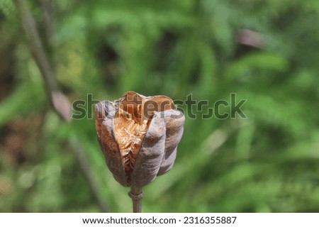 Seed pod of a fritillaria meleagris