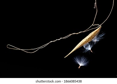 Seed Pod Of Honeyvine (Cynanchum Laeve), With Seeds Breaking Free. Fluff On Seeds Will Assist Their Dispersal By Wind. Native Of Central And Eastern U.S. And Canada, Related To Milkweed.