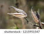 Seed pod open and empty