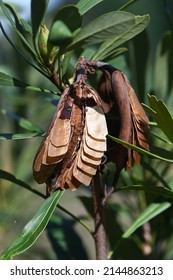 Seed Pod And Seeds Of The Australian Native Waratah, Telopea Speciosissima, Family Proteaceae. Seeds Have Wings For Wind Dispersal.