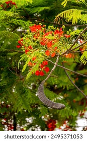 Seed Pods of the Flame Tree.