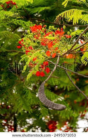 Seed Pods of the Flame Tree.