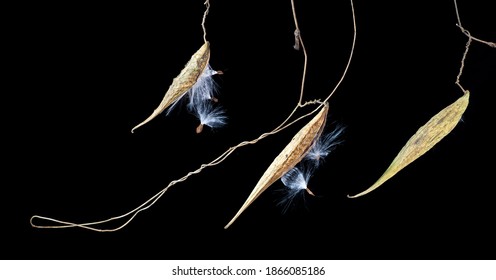 Seed Pods Of Honeyvine (Cynanchum Laeve), With Seeds Breaking Free. Fluff On Seeds Will Assist Their Dispersal By Wind. Native Of Central And Eastern U.S. And Canada, Related To Milkweed.