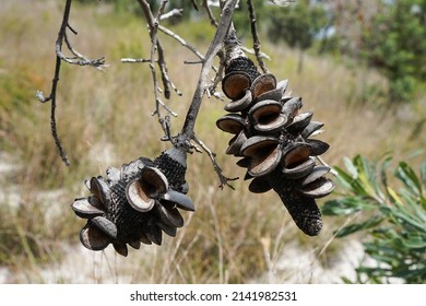 Seed Pods On A Banksia Serrata Tree.