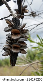 Seed Pods On A Banksia Serrata Tree.