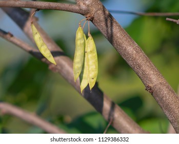 Seed Pods From Our Redbud Tree.