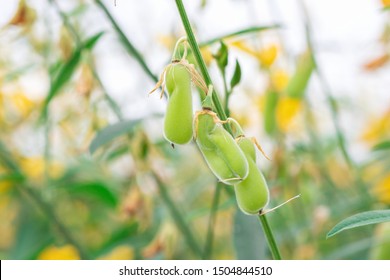 shrub cajanus leguminous Asian Swingers bisex powered by phpbb