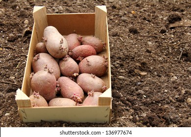 Seed Potatoes