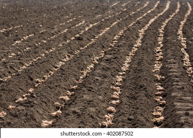 Seed Potatoes