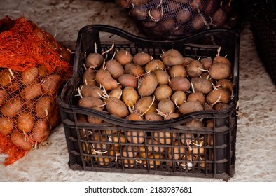 Seed Potatoes  In Black Plastic Vegetable Box. Garage Storage Of Vegetables For  Farming. 