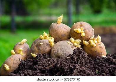 Seed Potatoes On The Ground