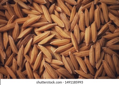 Seed Of Rice Paddy. White Organic Paddy Seeds.

