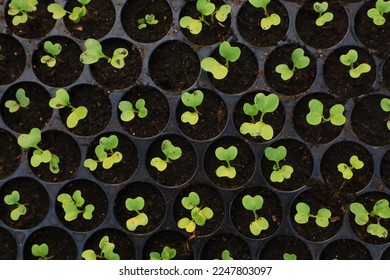 The seed started to germinate. The first set of young leaves are waiting to grow. - Shutterstock ID 2247803097