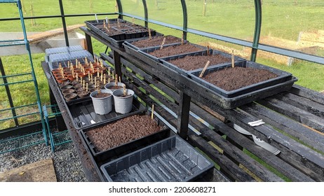 Seed trays with compost on wooden racks in a greenhouse - Shutterstock ID 2206608271