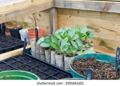 Seed Trays And Loo Rolls With Broad Bean Plants Inside A Cold Frame. Sowing Vegetable Seeds In Winter, UK