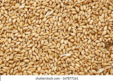 Seed Of Wheat