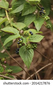 Seed Which Will Rise Up And Will Make Nature Attractive