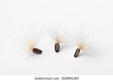 Seed With White Pappus Of A Blessed Milkthistle Isolated On White Background Close Up