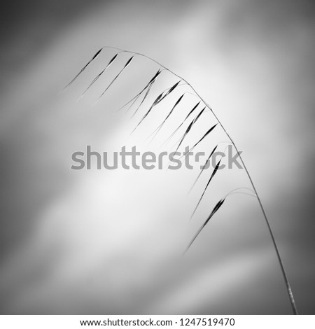 Similar – Foto Bild Silhouette Halm Gras