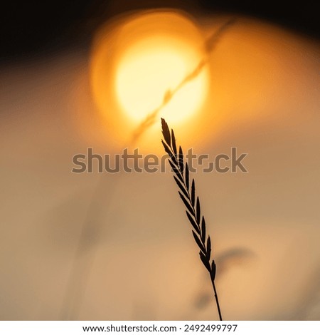 Similar – Image, Stock Photo quaking grass Nature Sun