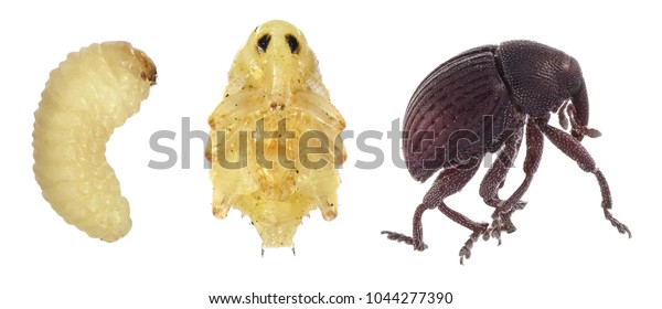 Seedfeeding True Weevil Beetle Melanterius Compactus Stock Photo ...