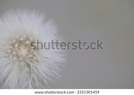 Seedhead of Dandellion flower on light gray background, India.