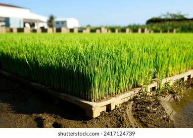 Seeding future harvest知the rice seeding pad