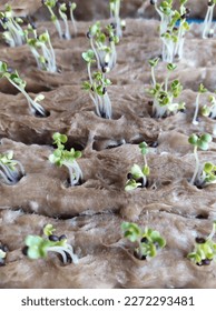 seeding a plant with hydrochloric method 