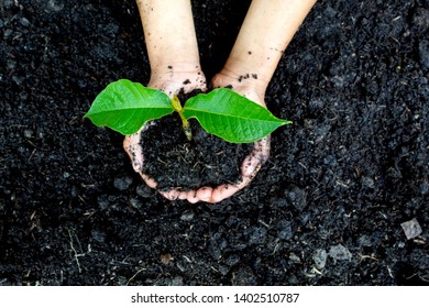 seeding plant young tree in child hand on back soil as care , Save wold concept - Shutterstock ID 1402510787