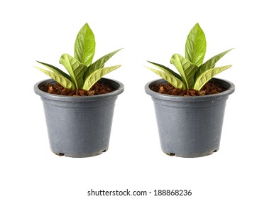 seedling