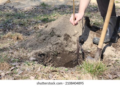 seedling of an apple tree with an open root system in the gardener's hand before planting in a hole dug with a shovel. spring work in the garden