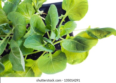 Seedling brussels sprouts in a container.Top view - Shutterstock ID 135014291