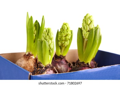 Seedling Bulb