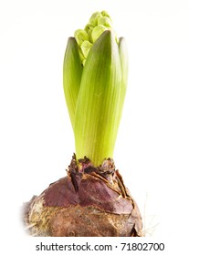 Seedling Bulb