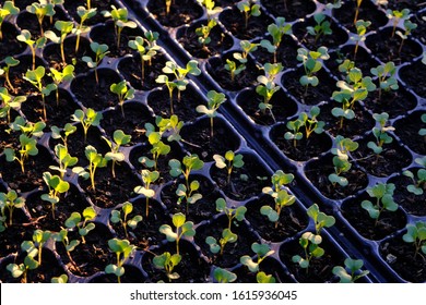 Seedling of cabbage, broccoli and cauliflower on black plastic tray with sunlight and bokeh background.  - Powered by Shutterstock