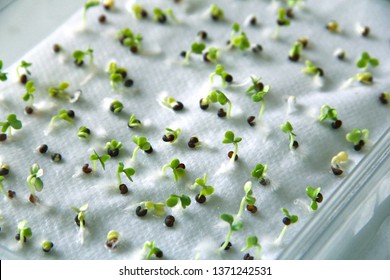 Seedling Of Cabbage On Paper Test For Germination, Seed Germination Test