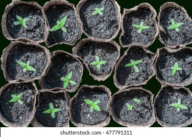 Seedling Of Cannabis In Planting Pot